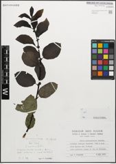 Foto von Salix myrsinifolia Salisb.